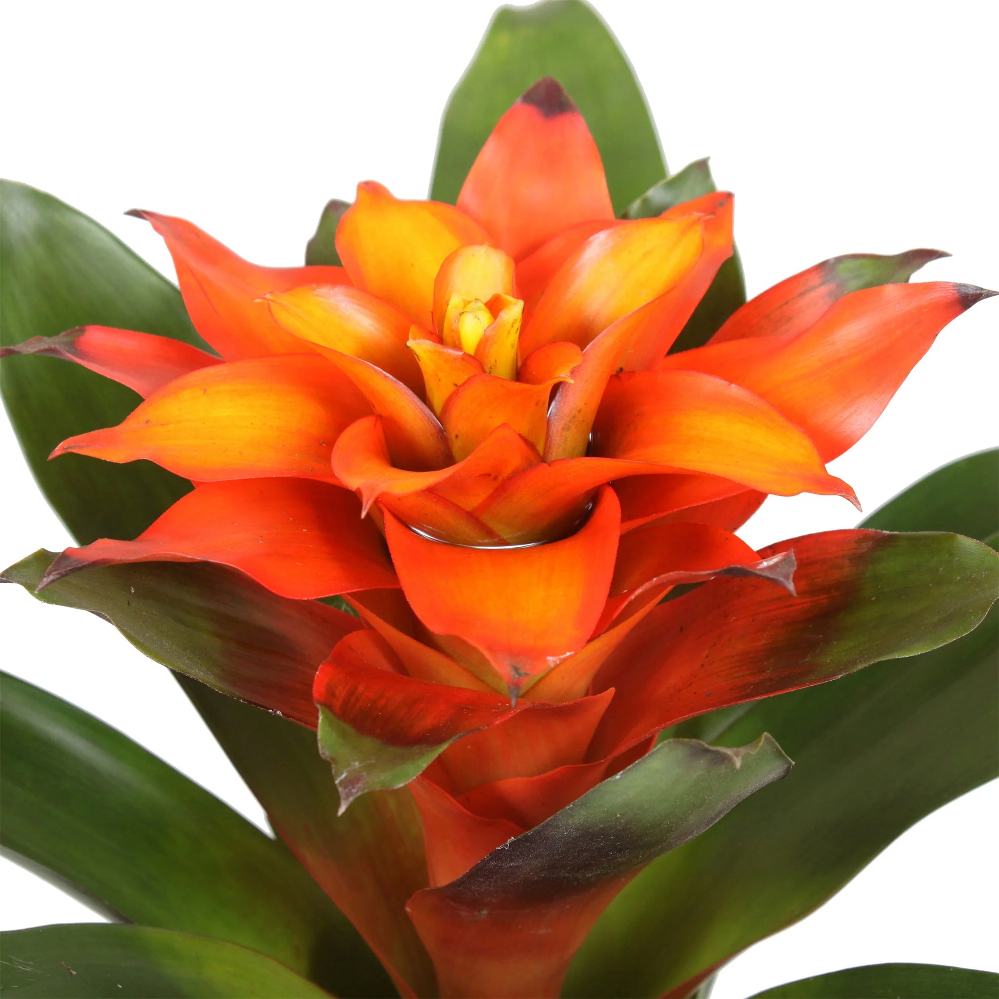 Guzmania spp. Orange Bromeliad