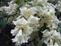 Wonga Wonga Vine Alba (Pandorea pandorana)