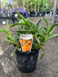 Pigface 'Orange' (Mesembryanthemum spp.)