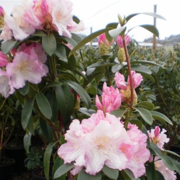 Rhododendron Jeanette Clarke