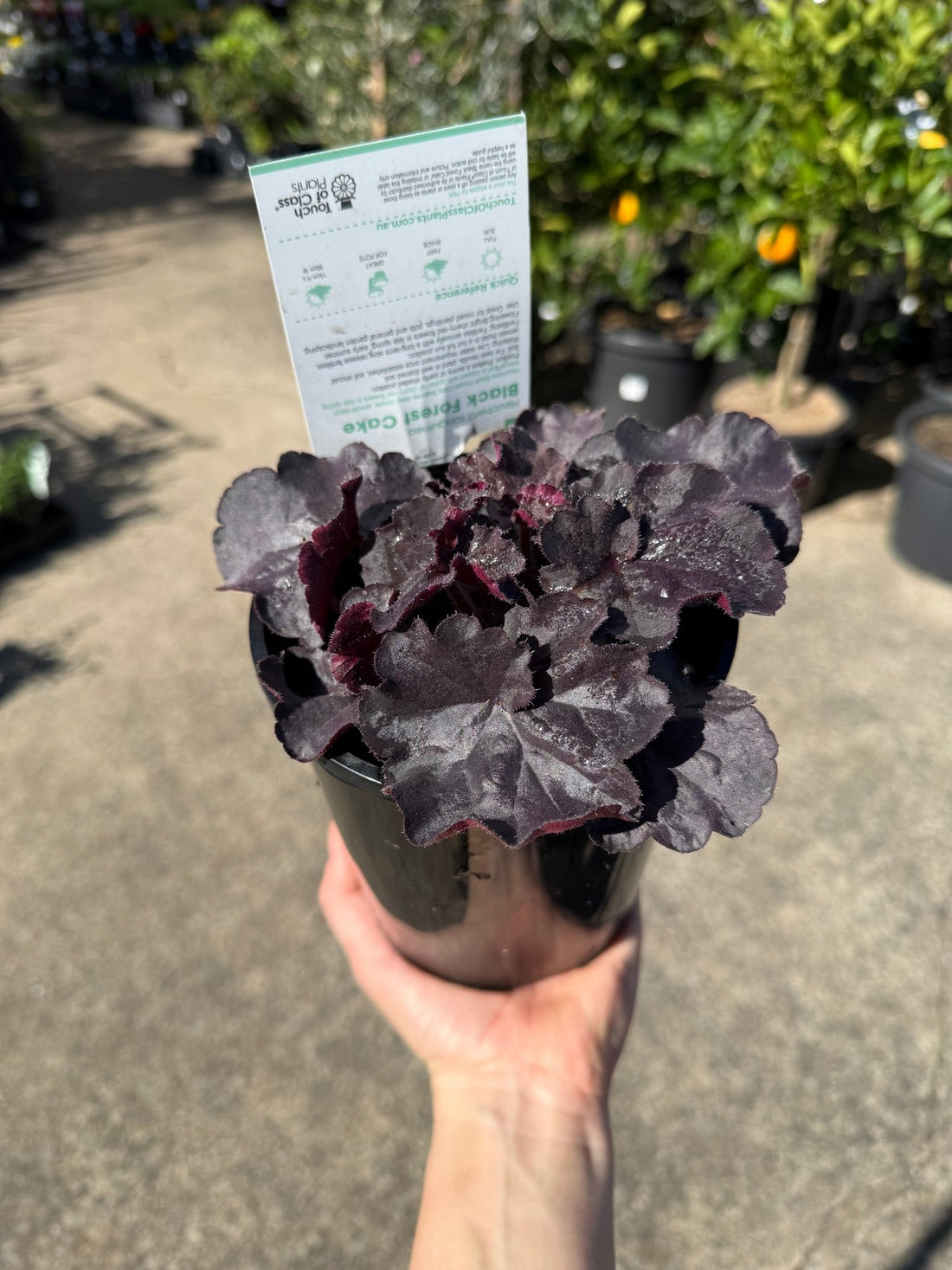 Heuchera 'Black Forest Cake' - Ladybird Nursery