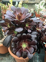 Velour Aeonium (Aeonium Velour) - Ladybird Nursery
