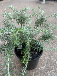 Coastal Rosemary 'Bulli Coastal Creeper' (Westringia)