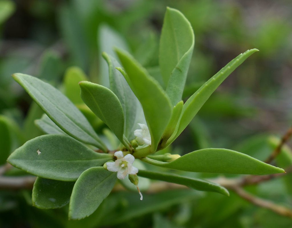 Boobialla (Myoporum boninense) - Ladybird Nursery