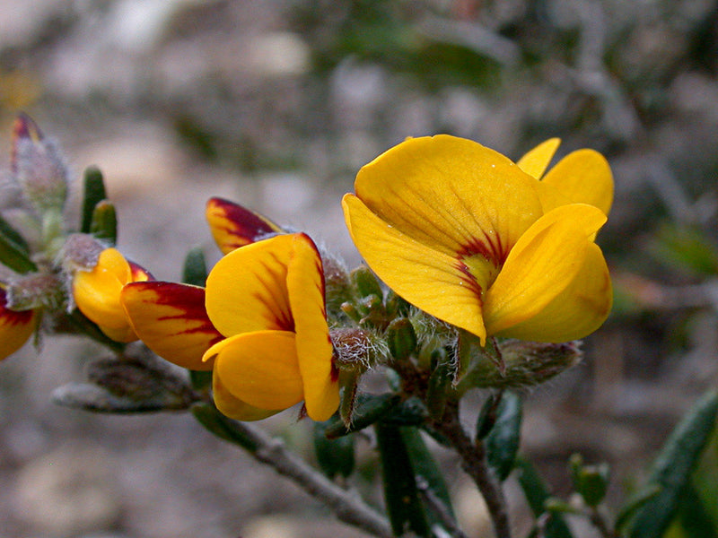 Common Aotus (Aotus ericoides)