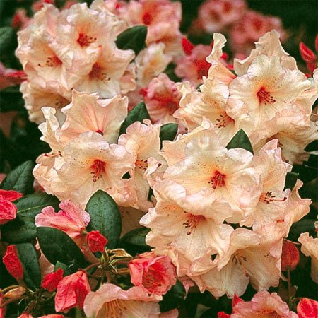 Rhododendron Virginia Richards - Ladybird Nursery