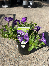 Petunia 'Night Sky' - Ladybird Nursery