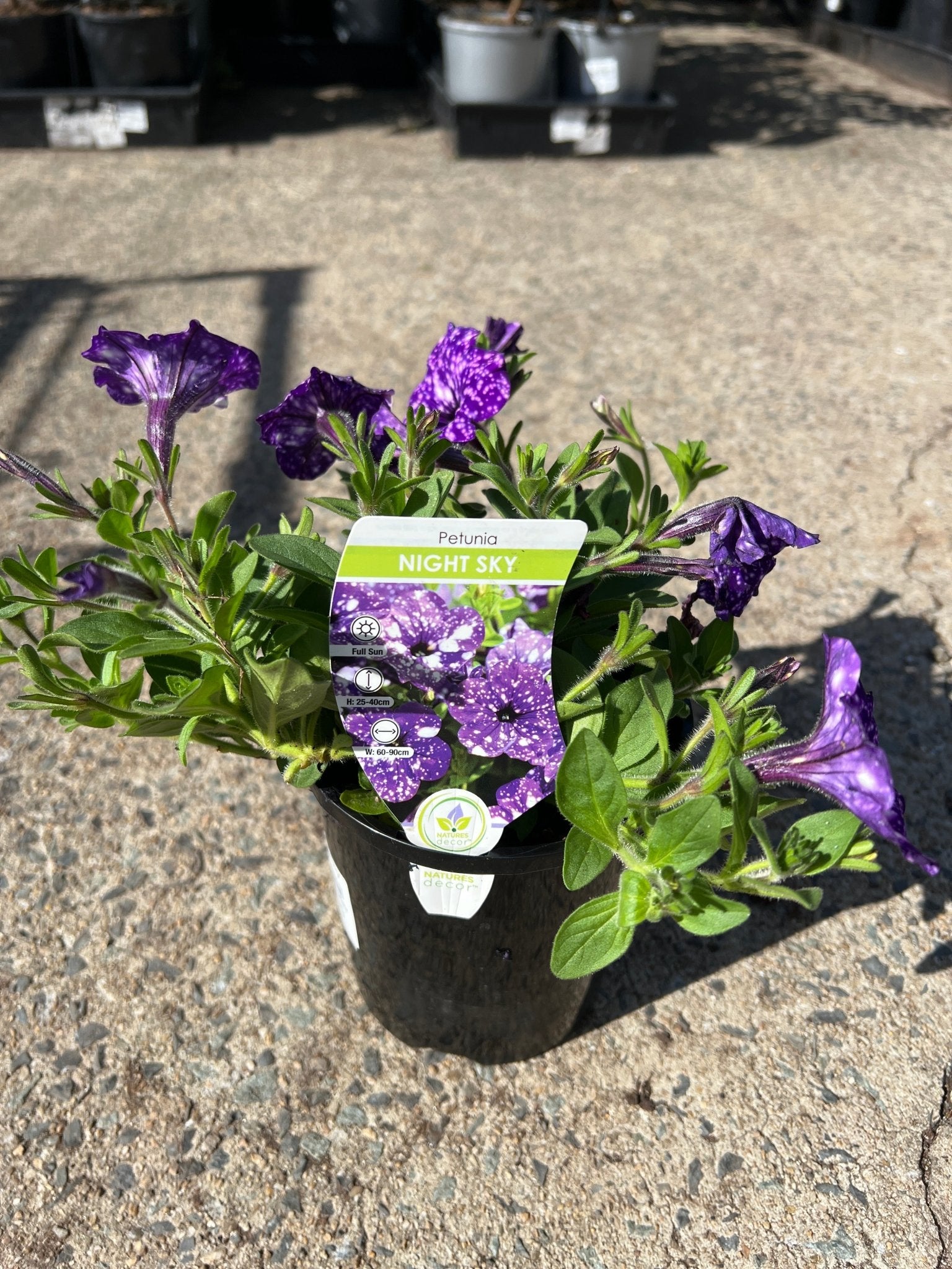 Petunia 'Night Sky' - Ladybird Nursery