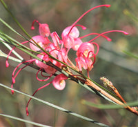 Grevillea Bulli Princess - Ladybird Nursery