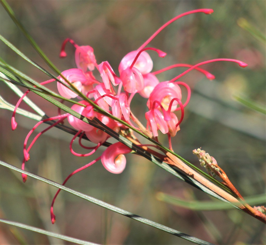 Grevillea Bulli Princess - Ladybird Nursery