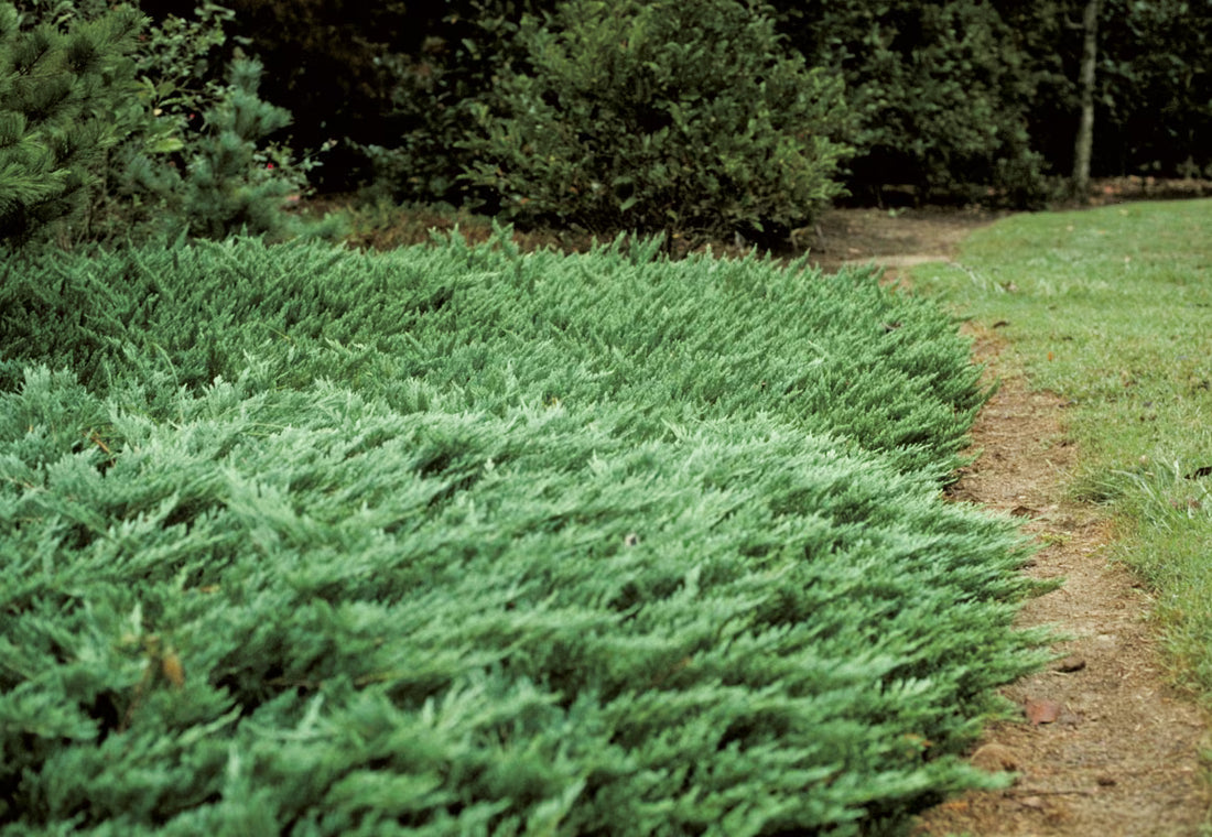 Japanese Juniper Lutchuensis Creeping (Juniperus taxifolia)