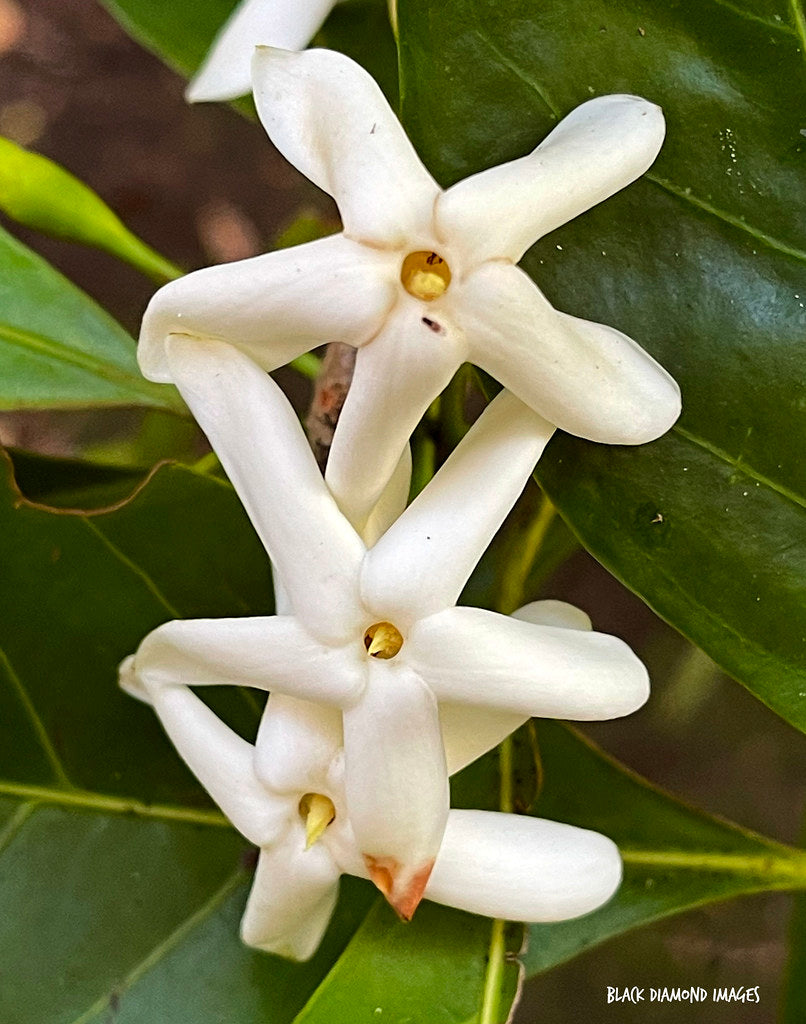 Brown Gardenia (Atractocarpus fitzalanii)