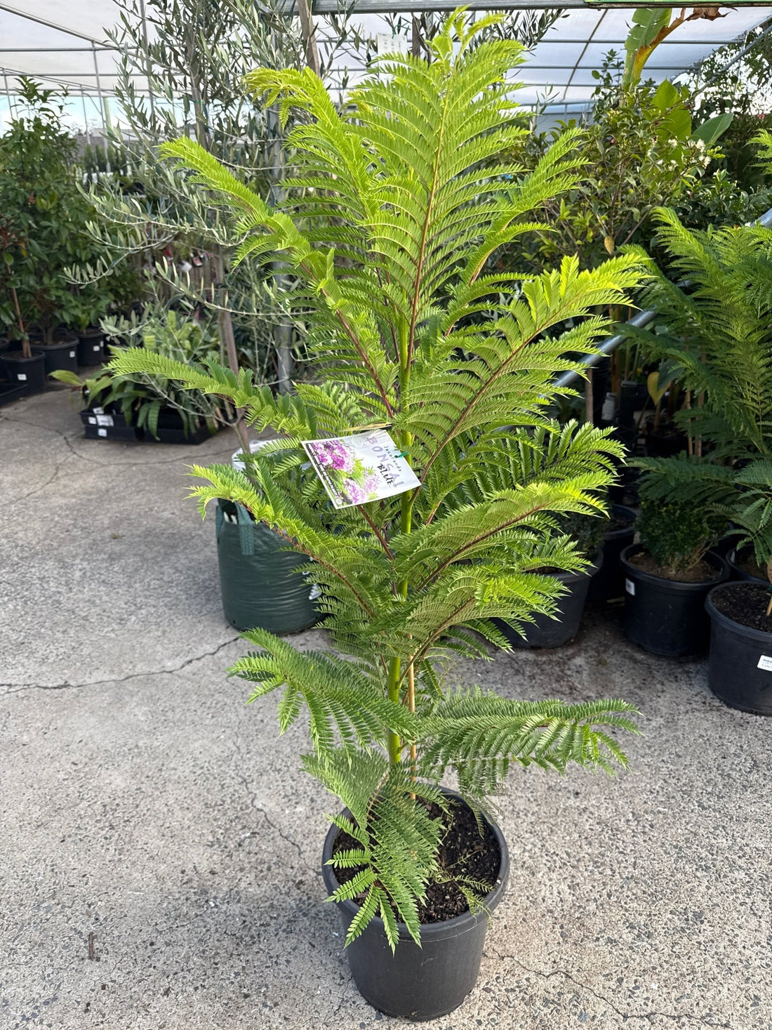 Dwarf Jacaranda Tree "Bonsai Blue" (PICK UP ONLY) - Ladybird Nursery