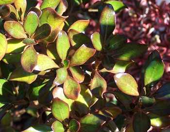 Coprosma Copper Shine