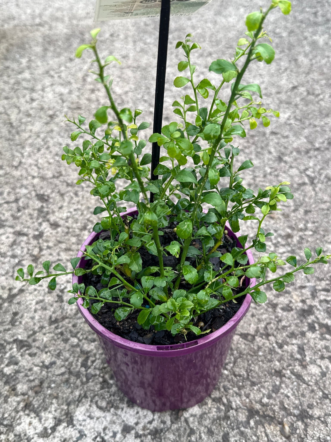Finger Lime 'Maleny Red' (QLD Only) - Ladybird Nursery