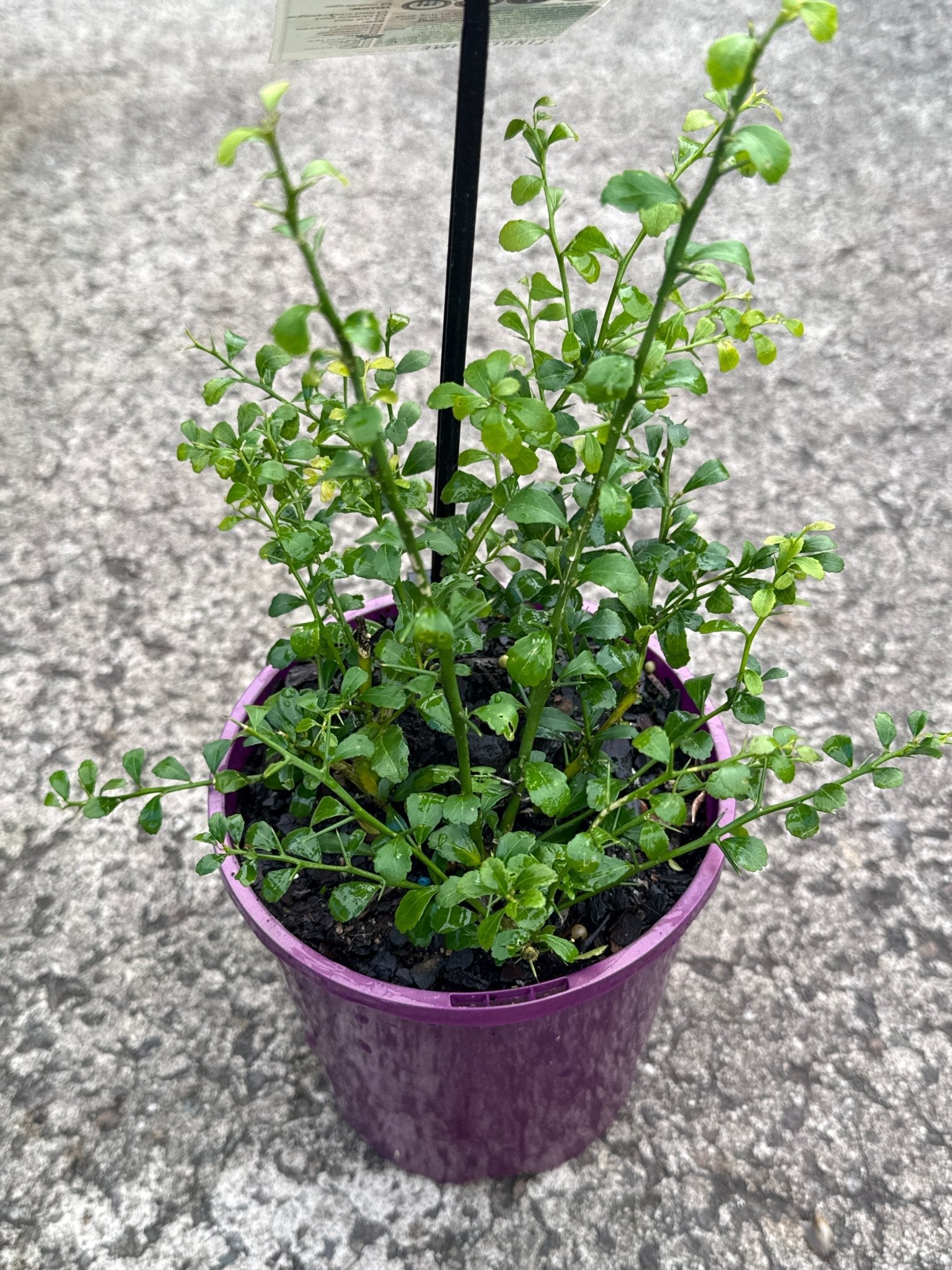 Finger Lime 'Maleny Red' (QLD Only) - Ladybird Nursery