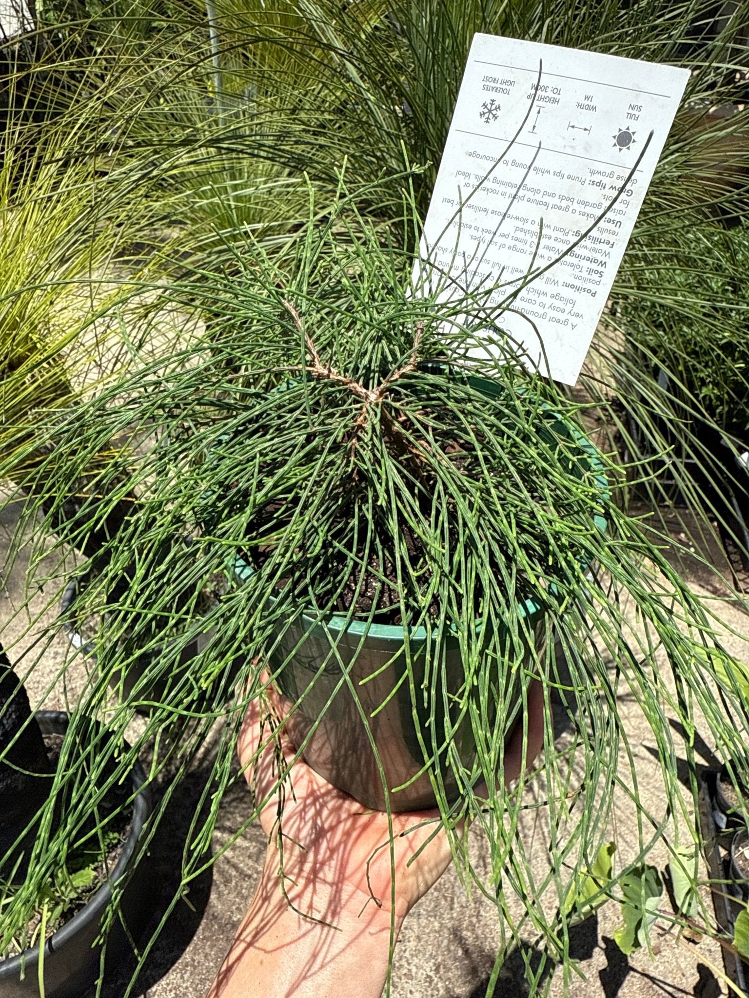 Shagpile (Casuarina glauca) - Ladybird Nursery
