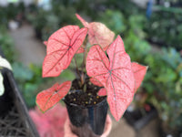Caladium 'Scarlet Girl' - Ladybird Nursery