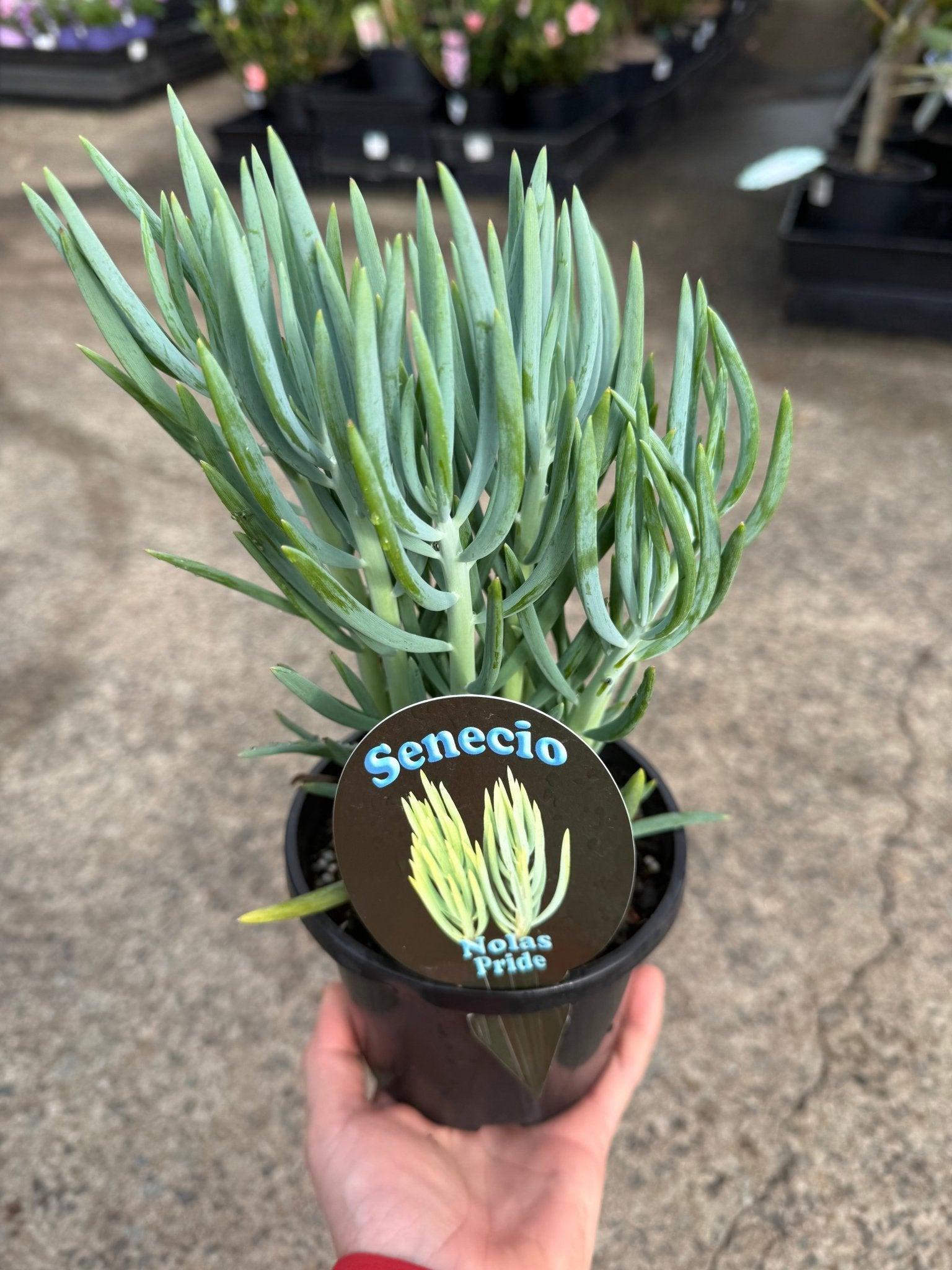 Senecio 'Nolas Pride' (Senecio) - Ladybird Nursery