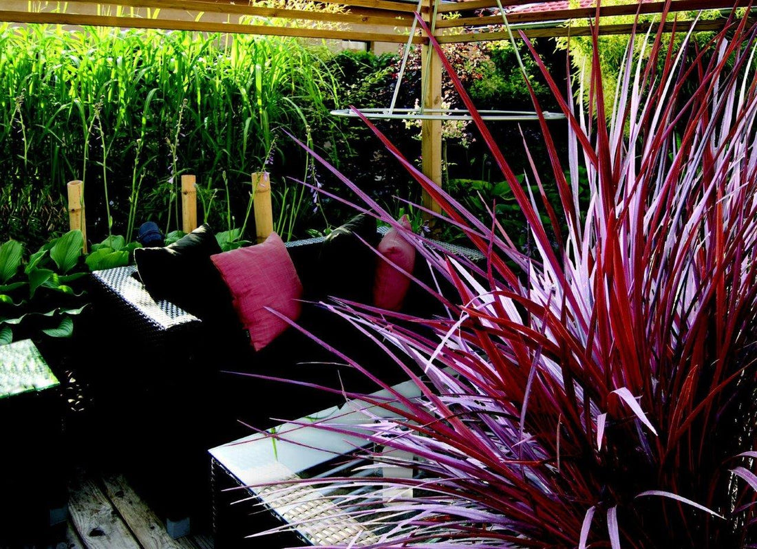 Cordyline Burgundy (Cordyline Designer) - Ladybird Nursery