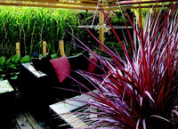 Cordyline Burgundy (Cordyline Designer) - Ladybird Nursery