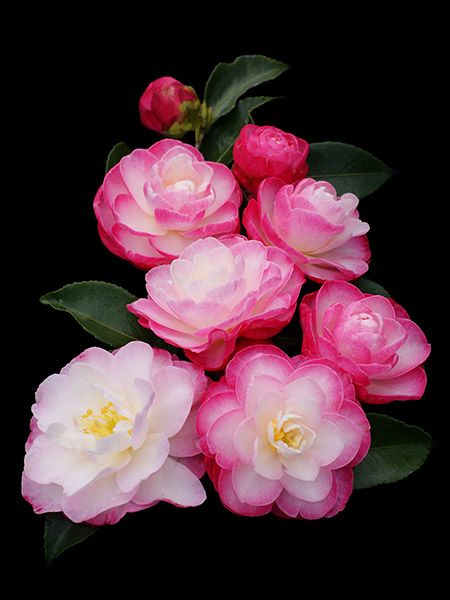Sasanqua Camellia Slimline With Love (Camellia sasanqua)