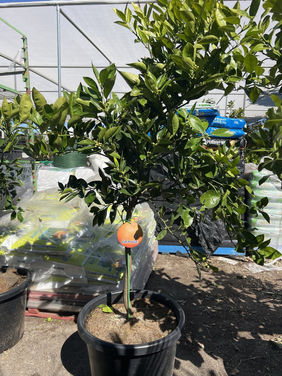 Advanced Orange Valencia 400mm (PICKUP ONLY) - Ladybird Nursery