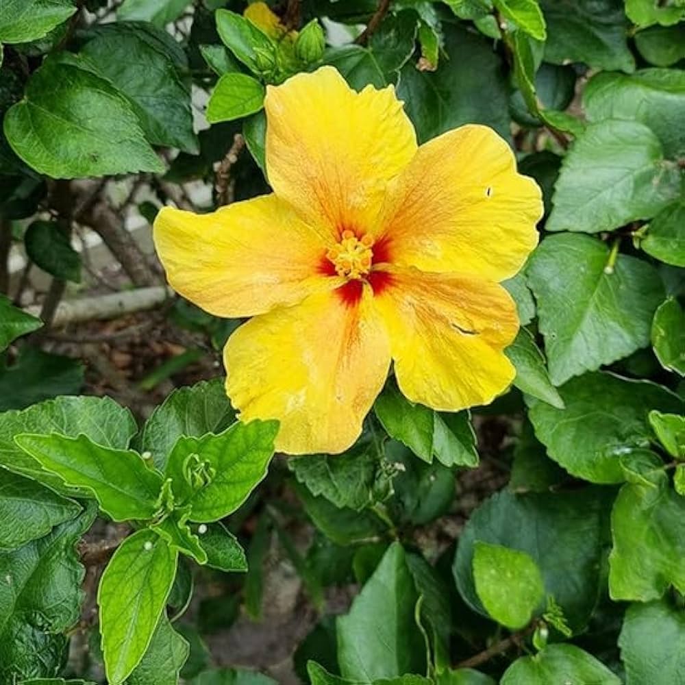 Hibiscus Fantasy Lemon Delight (Hibiscus rosa - sinensis) - Ladybird Nursery