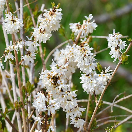 White Forsythia (Abeliophyllum distichum) - Ladybird Nursery