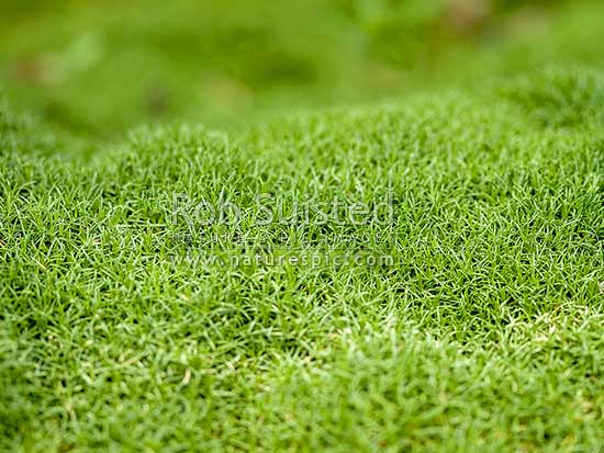 Cushion Bush (Scleranthus biflorus)