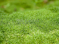 Cushion Bush (Scleranthus biflorus)