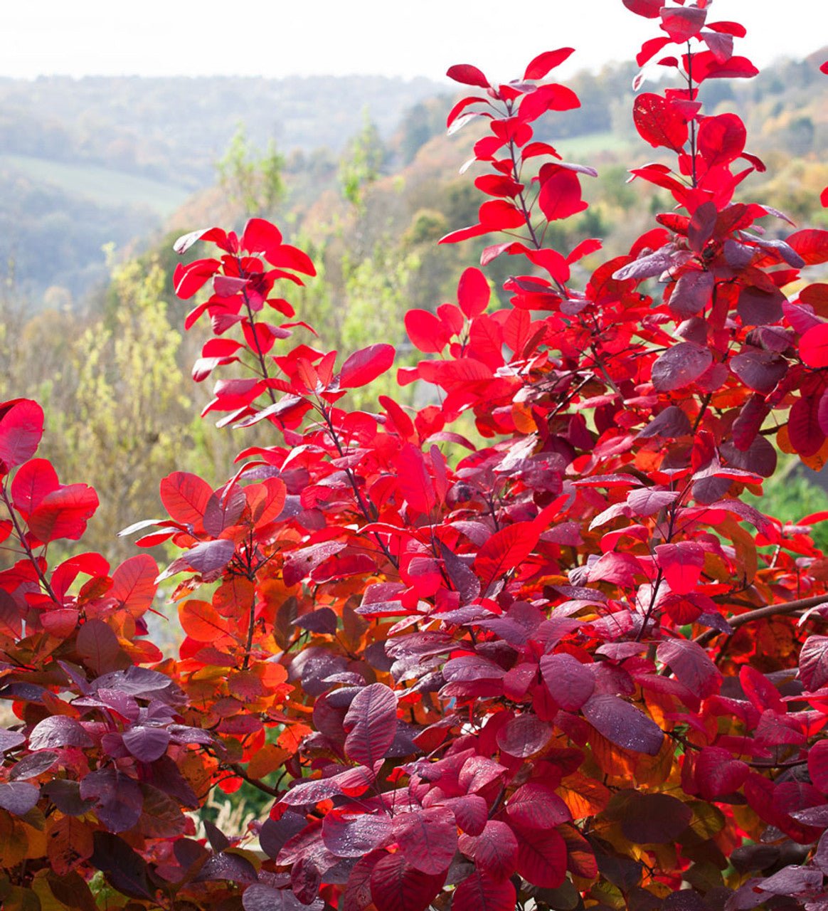 Smokebush x obovatus Flame (Cotinus coggygria) - Ladybird Nursery