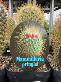 Lemon Ball Cactus (Mammillaria rhodantha ssp. pringlei) - Ladybird Nursery