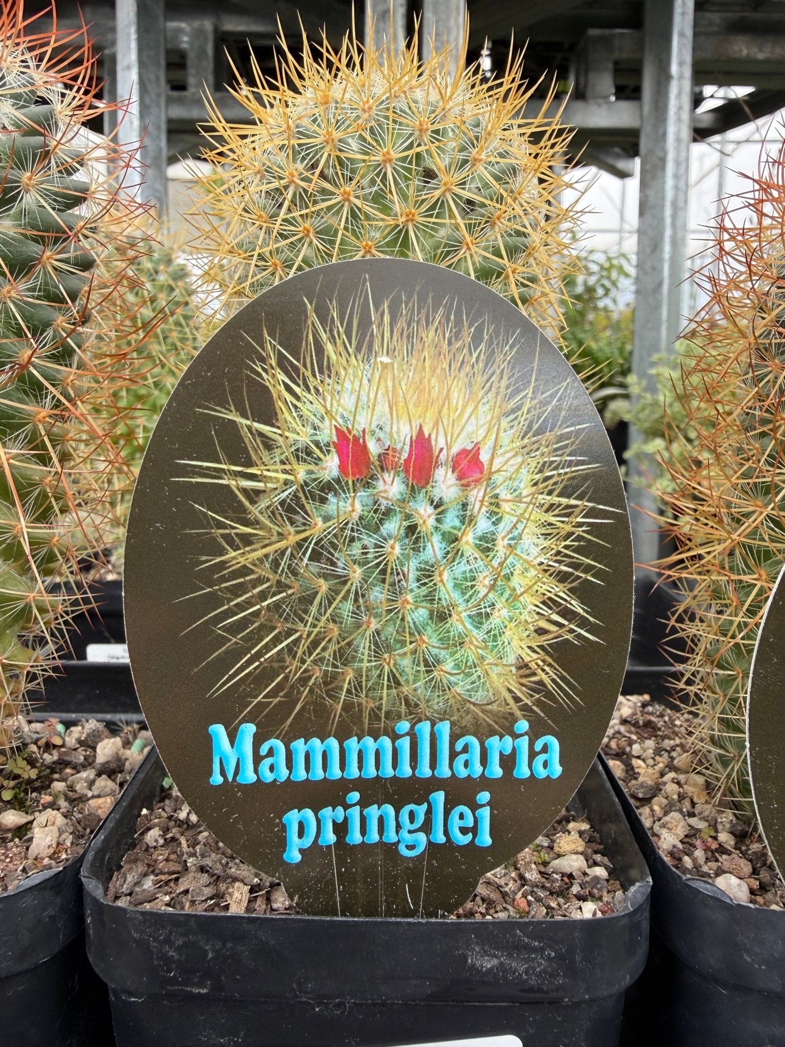 Lemon Ball Cactus (Mammillaria rhodantha ssp. pringlei) - Ladybird Nursery