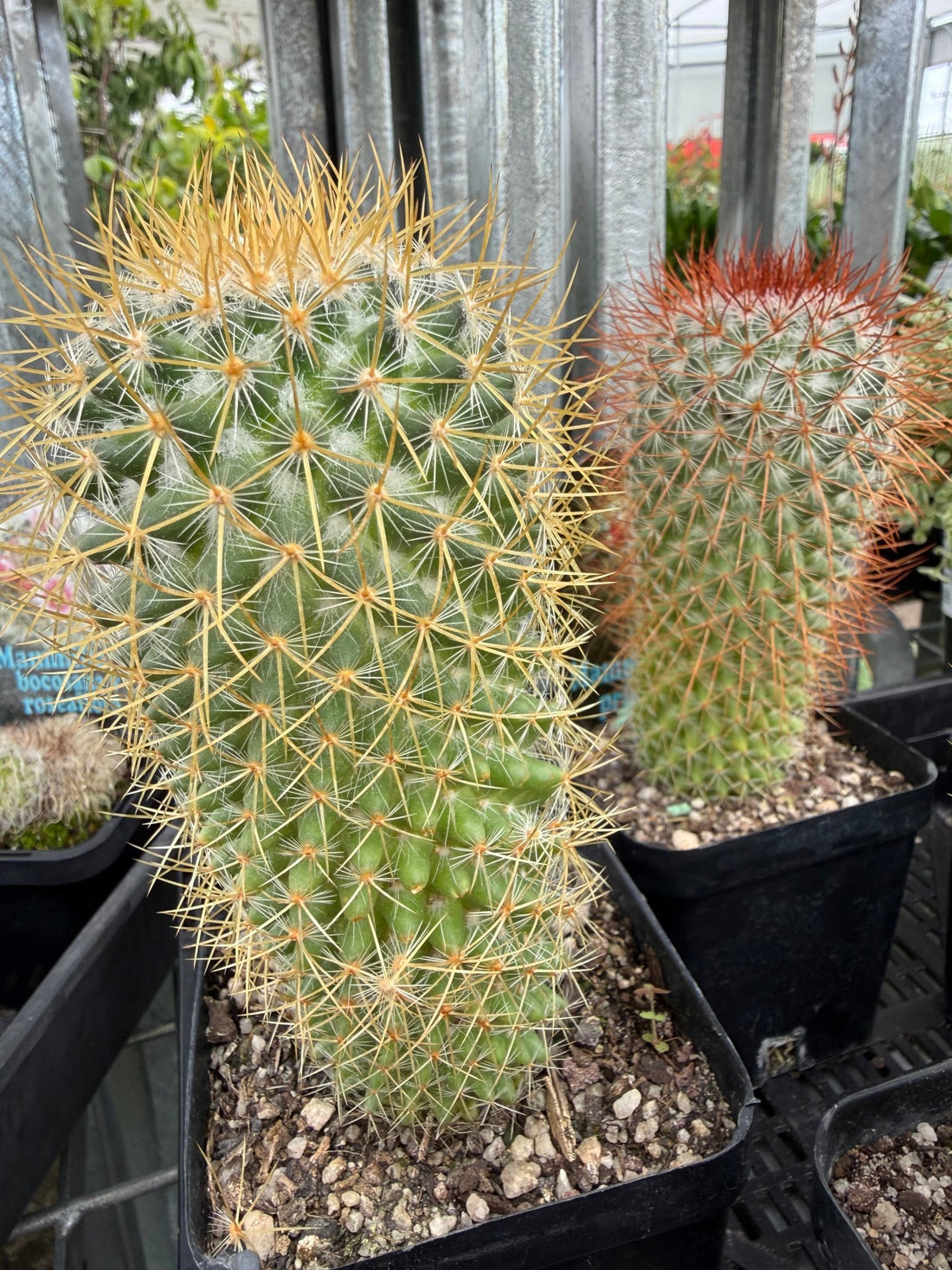 Lemon Ball Cactus (Mammillaria rhodantha ssp. pringlei) - Ladybird Nursery