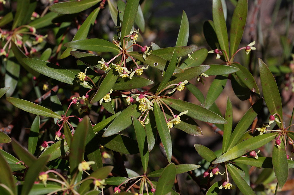 Native Pepper Berry (Tasmannia insipida) MALE