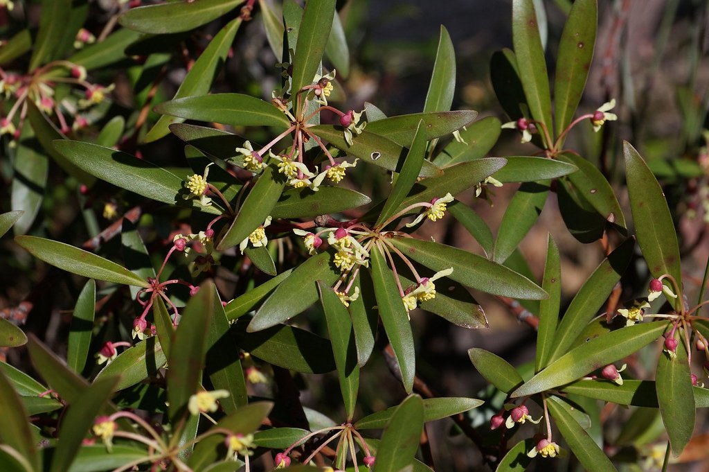 Native Pepper Berry (Tasmannia insipida) MALE - Ladybird Nursery