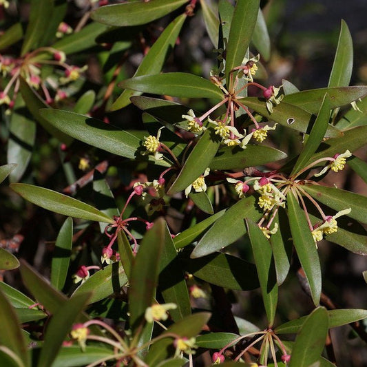 Native Pepper Berry (Tasmannia insipida) MALE - Ladybird Nursery