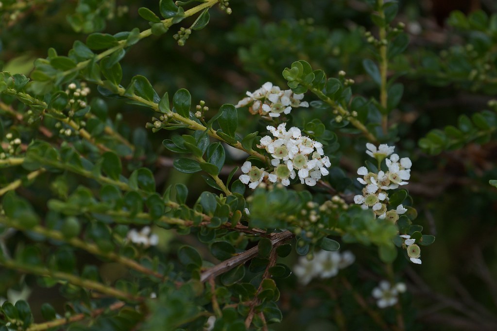 Tozer's Babingtonia (Babingtonia tozerensis)