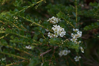 Tozer's Babingtonia (Babingtonia tozerensis)