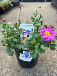 Swan River Daisy 'Fresco Candy' (Brachyscome) - Ladybird Nursery