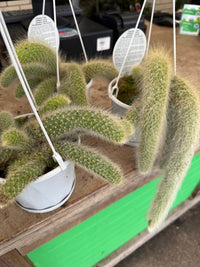 Monkey Tail Cactus in Hanger - Ladybird Nursery