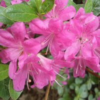 Rhododendron Sweet Sixteen - Ladybird Nursery