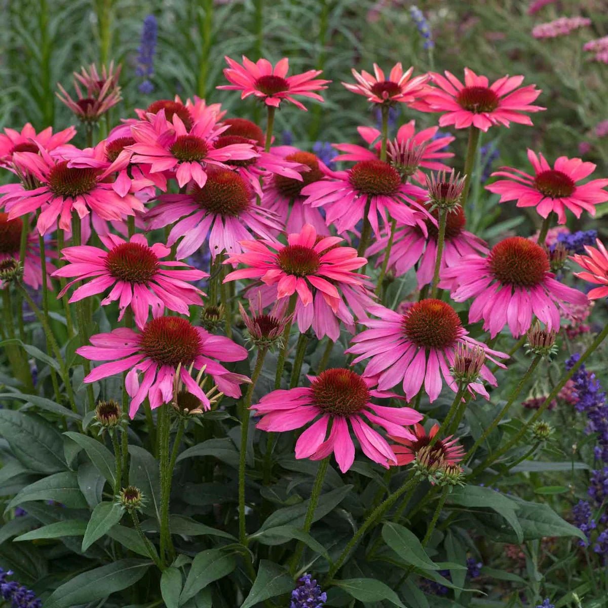 Coneflower Magic Vintage Pink (Echinacea Sun) - Ladybird Nursery