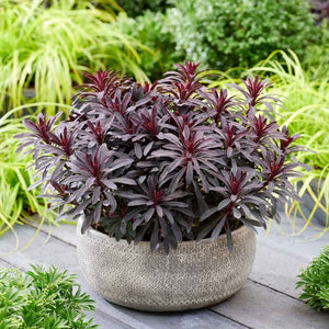Ruby Glow Wood Spurge (Euphorbia amygdaloides)