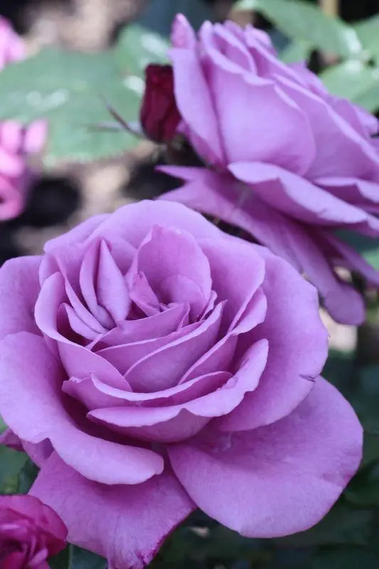 Rose Shocking Blue 3 ft Standards (Rosa)
