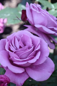 Rose Shocking Blue 3 ft Standards (Rosa)