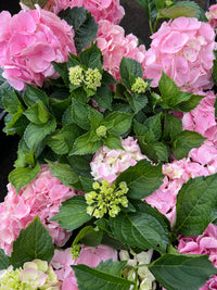 Close-up of blooming Hydrangea Light Pink flowers with lush green leaves in 140mm pots for home gardening.