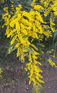 Zig Zag Wattle (Acacia macradenia)