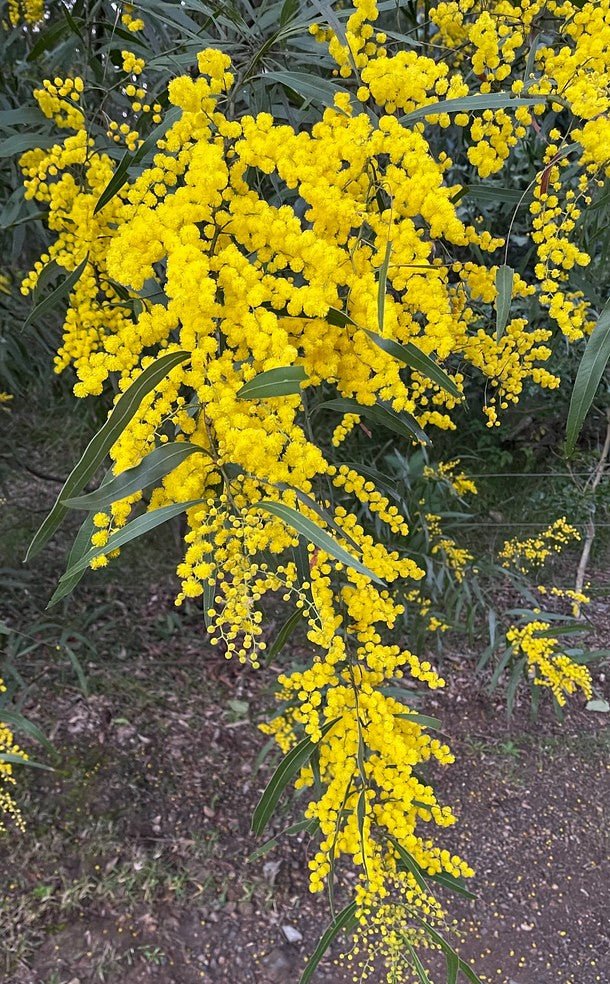 Zig Zag Wattle (Acacia macradenia) - Ladybird Nursery